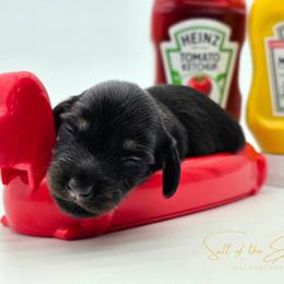 Puppy 3 - Black and cream female Dachshund puppy in Zebulon, North Carolina from Salt of the Earth Dachshunds