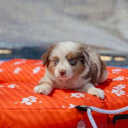 Victor - Red merle male Miniature American Shepherd puppy in Fresno, California from Alpine Tails