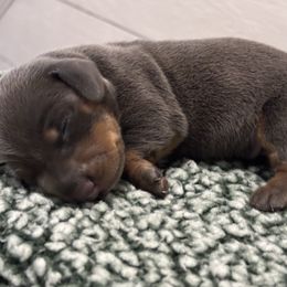 Blue-Tan AKC Girl - Blue and tan female Dachshund puppy in Ladson, South Carolina from Funk's Four-Legged Friends