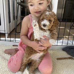 Goldendoodle Puppies from Paddington Doodles