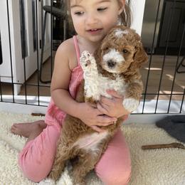 Goldendoodle Puppies from Paddington Doodles