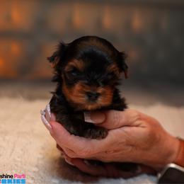 Ned - Black and tan male Yorkshire Terrier puppy in Pembroke Pines, Florida from Sunshine Parti Yorkies