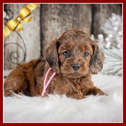 Hot Lips - Merle female Cockapoo puppy in Connersville, Indiana from Deaz Doodle Ranch