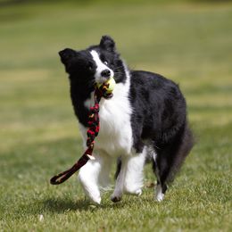 Star - Border Collie