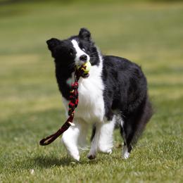 Star - Border Collie