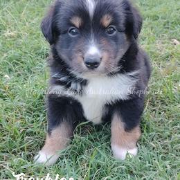 Troubles - Black tri female Miniature Australian Shepherd puppy in Muskogee, Oklahoma from Tagalong Lane Australian shepherds