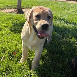 Brooklyn - Yellow female Labrador Retriever puppy in Menifee, California from Dioscuri Kennel