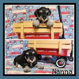 Nanna - Black and silver female Miniature Schnauzer puppy in Lebanon, Missouri from Cedar Glades Canines