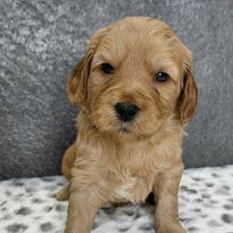 Nicolas - Red  male Goldendoodle puppy in Eau Claire, Wisconsin from Fisher River Doodle's