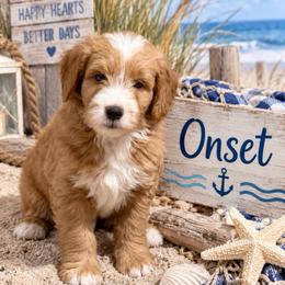 Onset - Apricot male Goldendoodle puppy in Sterling, Connecticut from Justine’s Retrievers and Doodles, LLC