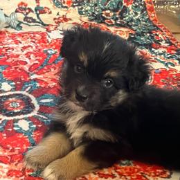 Landó - Black tri male Miniature Australian Shepherd puppy in Denair, California from CenCal Mini Aussies