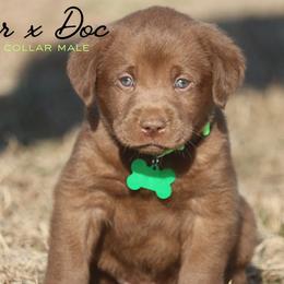 Boy 3 - Chocolate male Labrador Retriever puppy in Capron, Virginia from Triple Creek Kennel