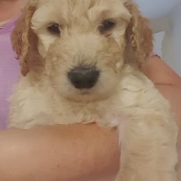 Goldendoodle and Poodle Puppies from The Doodle Patch
