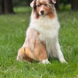 Cady - Australian Shepherd