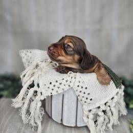 Mario - Red male Dachshund puppy in Anaconda, Montana from Montana Country Dachshunds