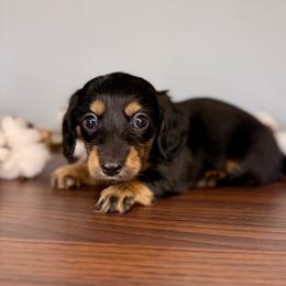 Black and tan female - Black and tan female Dachshund puppy in Beaver, Pennsylvania from Meaden’s Mini Dachshunds