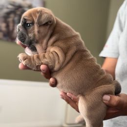Girl 1 - Blue tri-color female Bulldog puppy in Norco, California from Alizah Bulldogs