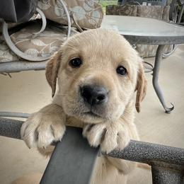 Goldendoodle and Labrador Retriever Puppies from BV Labs & Doodles