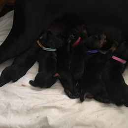 Doberman Pinscher Puppies from Lexa Dobermans
