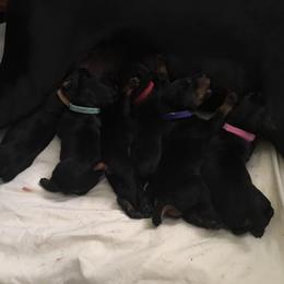 Doberman Pinscher Puppies from Lexa Dobermans