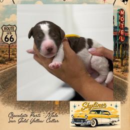 Skyliner - Parti male Goldendoodle puppy in Garland, Texas from Twilight Doodles