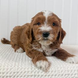 Green collar boy - Red  male Goldendoodle puppy in Newcastle, Oklahoma from Ritzy Creek Doodles
