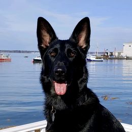 Indy  - German Shepherd