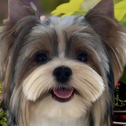 Biewer Terriers from Biewer Puppies USA