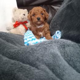 Tommy - Red  male Poodle puppy in Millersburg, Ohio from My Furry Friends