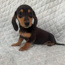 Black and tan male 2 - Black and tan male Dachshund puppy in Galax, Virginia from Dells  Dachshund’s