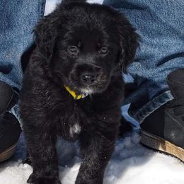Border Collie, Golden Retriever, and Sporty Mix Puppies from Kreger's K9s