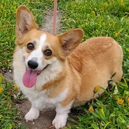 Luna - Pembroke Welsh Corgi