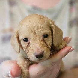 Cream female - Cream female Dachshund puppy in Trade, Tennessee from TN Miniature Dachshunds & Basset Hounds