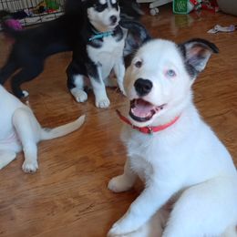 Companion Cross and Siberian Husky Puppies from High Mountain Crosses