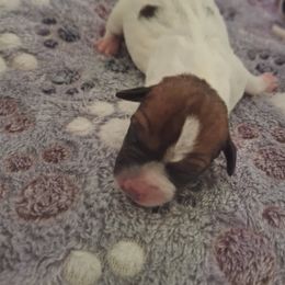 Boy 2 - Tri-color male Jack Russell Terrier puppy in Newberg, Oregon from Creeks End Ranch