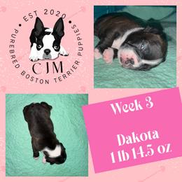 Dakota - Black and white female Boston Terrier puppy in Jupiter, Florida from CJM Boston and Boxer Puppies