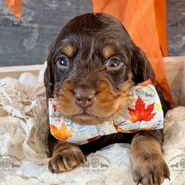 Mr. Yellow-2400 - Chocolate and tan male Dachshund puppy in Sparr, Florida from From the Heart Doxies