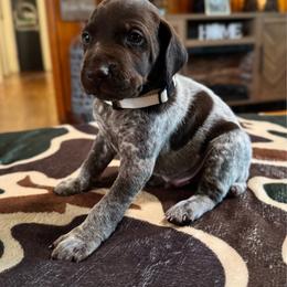 James - Liver and white male German Shorthaired Pointer puppy in Georgia from CMC Farms