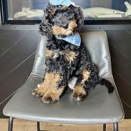 Wynette - Phantom female Bernedoodle puppy in Hillsboro, Oregon from Myt fine doodles