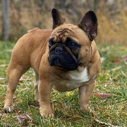 Rebekah  - French Bulldog