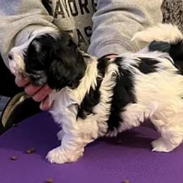 Havanese Puppies from Wyndward Havanese