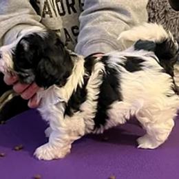 Havanese Puppies from Wyndward Havanese