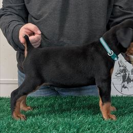 Black Male Green Collar - Black and rust male Doberman Pinscher puppy in Spencer, Indiana from Jackson's Dobermans