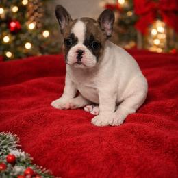 French Bulldog Puppies from Adriel Davis