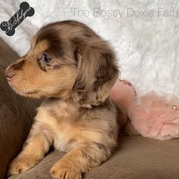 Dachshund and Miniature Schnauzer Puppies from The Bossy Doxie Farm