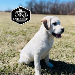 Cleo - Labrador Retriever