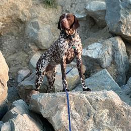 German Shorthaired Pointer All Grown Up from Windward German Shorthaired Pointers