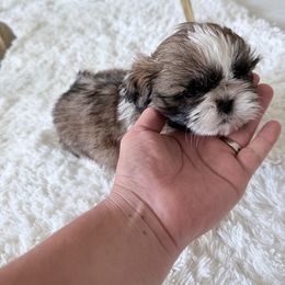 Puppy 4 - Gold and white male Shih Tzu puppy in Palmetto Bay, Florida from Happy Hour Shih Tzus