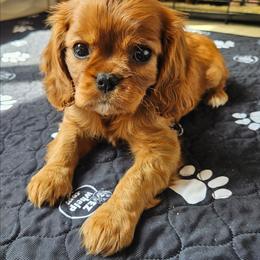 June - Ruby female Cavalier King Charles Spaniel puppy in Castorland, New York from Faithful Friends Cavaliers