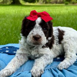 Purple - Parti female Goldendoodle puppy in Hesperia, Michigan from Red Acres Poodles & Doodles